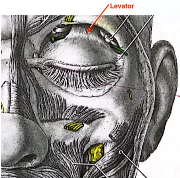 Illustration of Levator