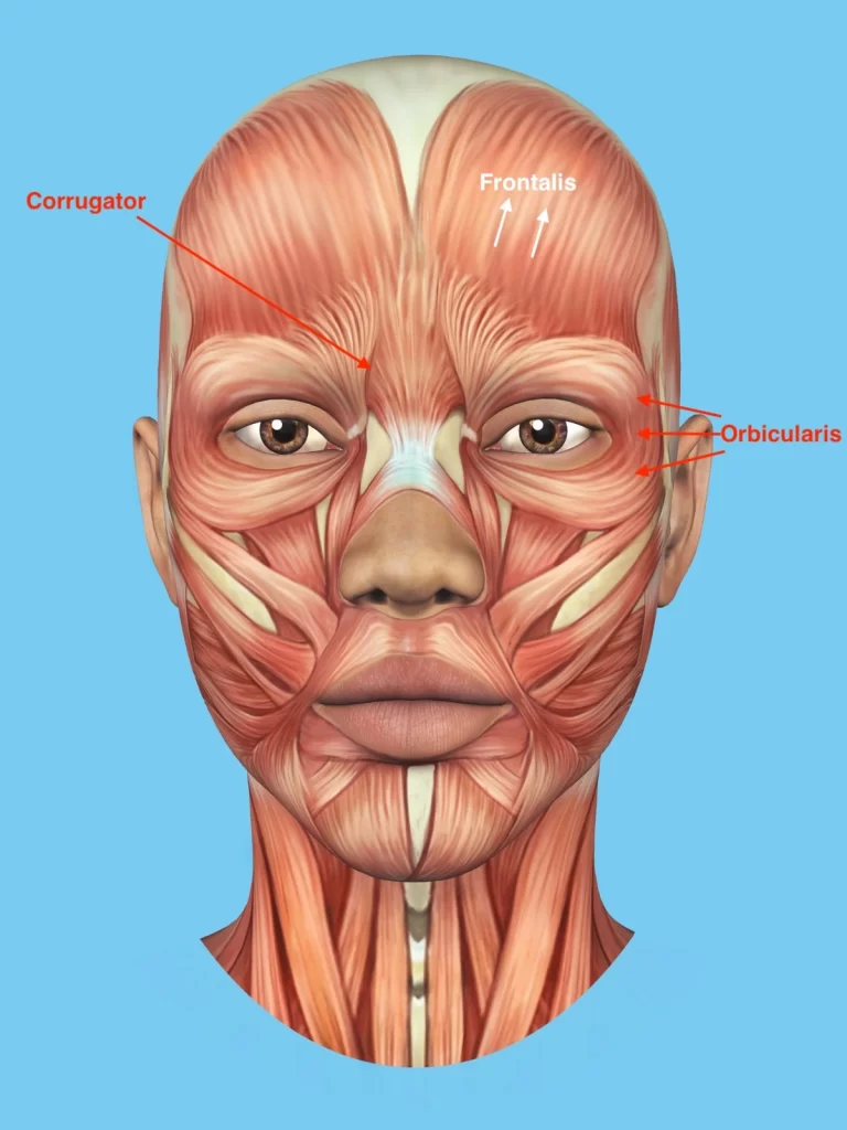 Facial anatomy eyebrow muscles